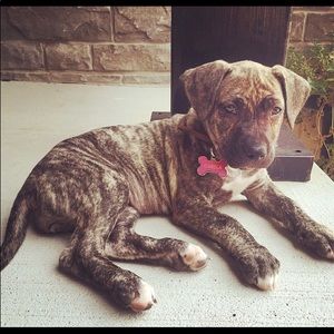 Meet your Posher, Petra